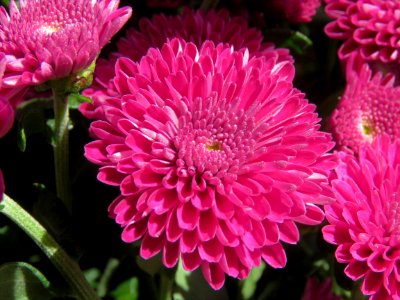 Flower Pink Aster Chrysanths photo