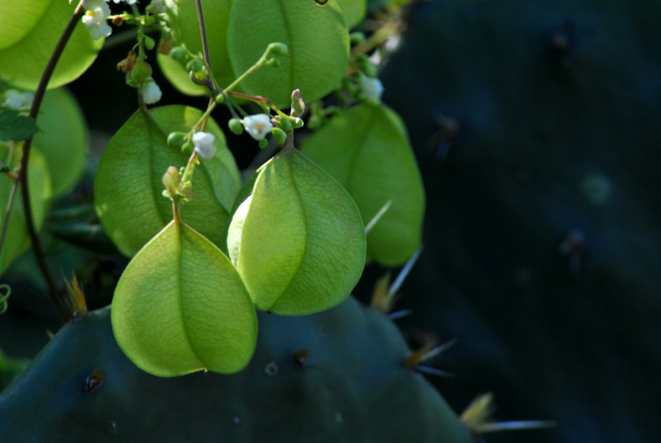 Vegetation Leaf Plant Organism