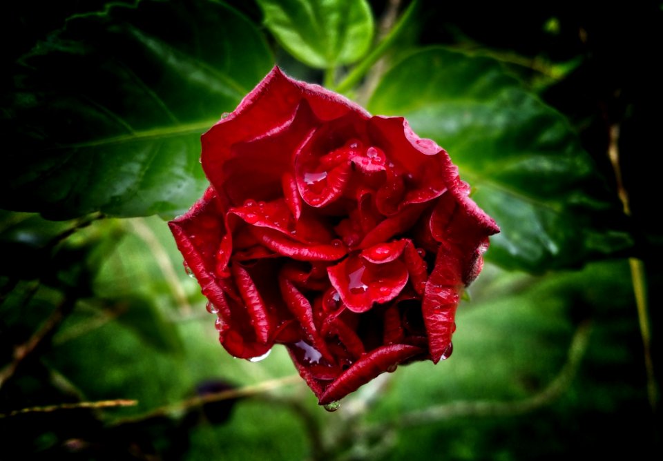 Flower Plant Flora Flowering Plant
