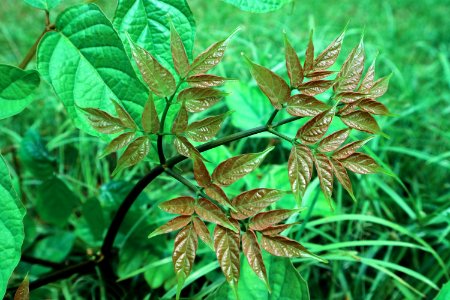 Plant Leaf Vegetation Herb