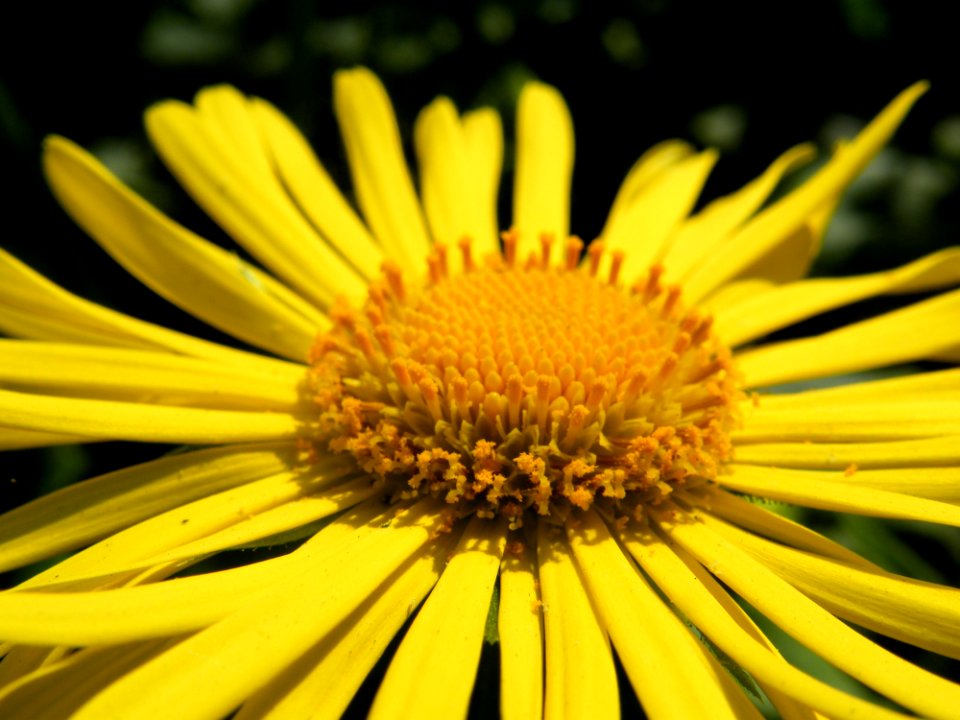 Flower Yellow Flora Close Up