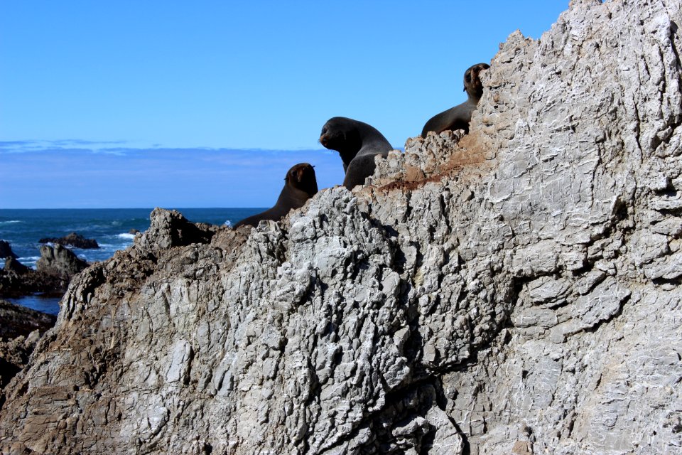 Rock Promontory Coast Cliff photo
