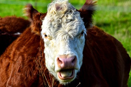 Cattle Like Mammal Fauna Horn Cow Goat Family