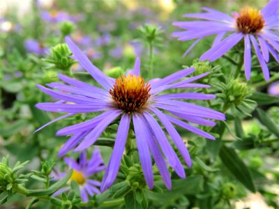 Flower Plant Aster Purple