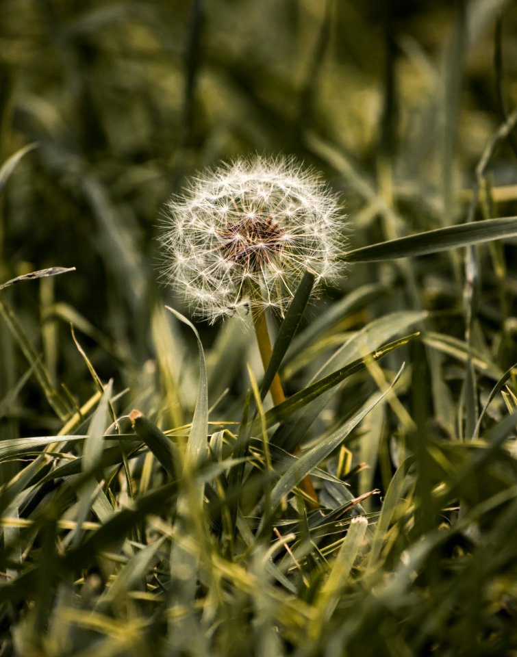 Plant Flora Vegetation Flower