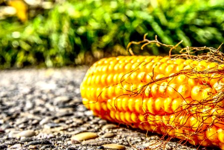 Sweet Corn Maize Corn On The Cob Vegetarian Food photo