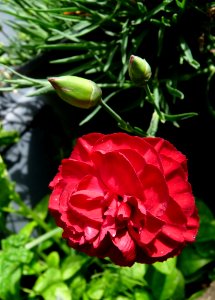 Flower Plant Rose Family Flowering Plant