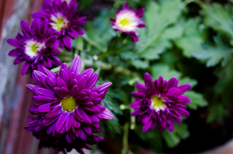 Flower Flora Purple Plant