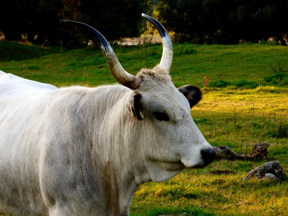 Cattle Like Mammal Horn Pasture Grass