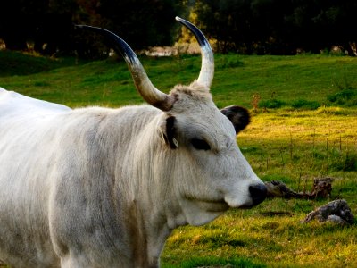 Cattle Like Mammal Horn Pasture Grass photo