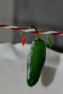 Chili Pepper Bell Peppers And Chili Peppers Plant Serrano Pepper