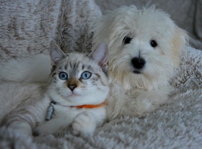 Cat Mammal Dog Breed Maltese