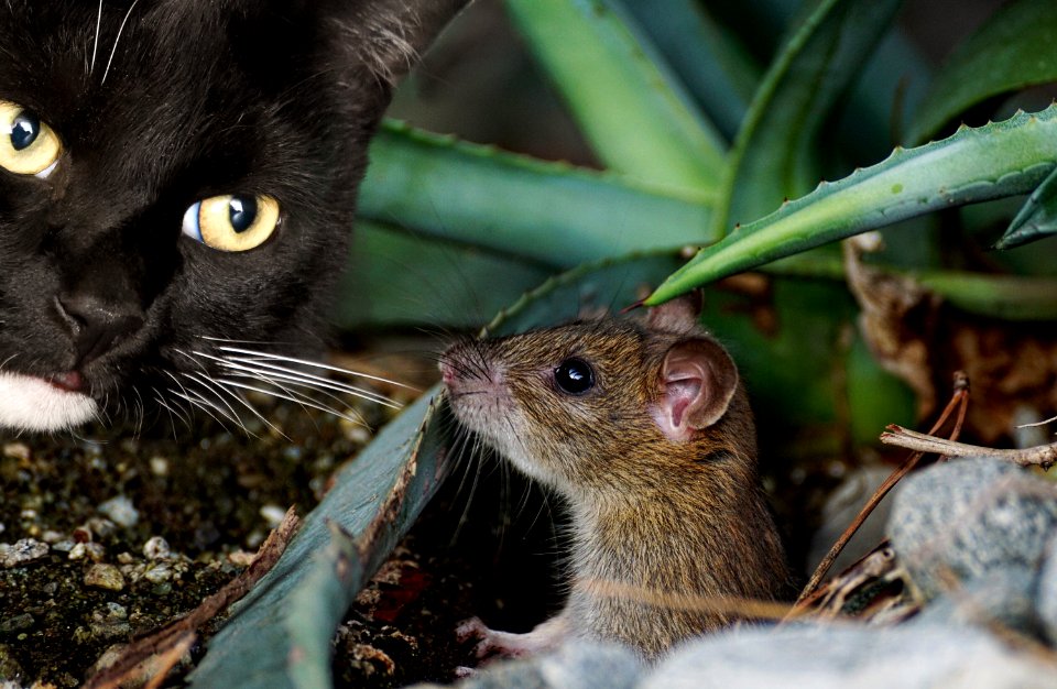 Fauna Mammal Mouse Wildlife
