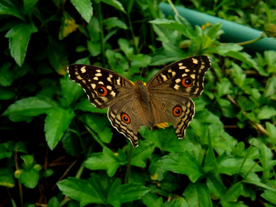 Butterfly Moths And Butterflies Insect Brush Footed Butterfly