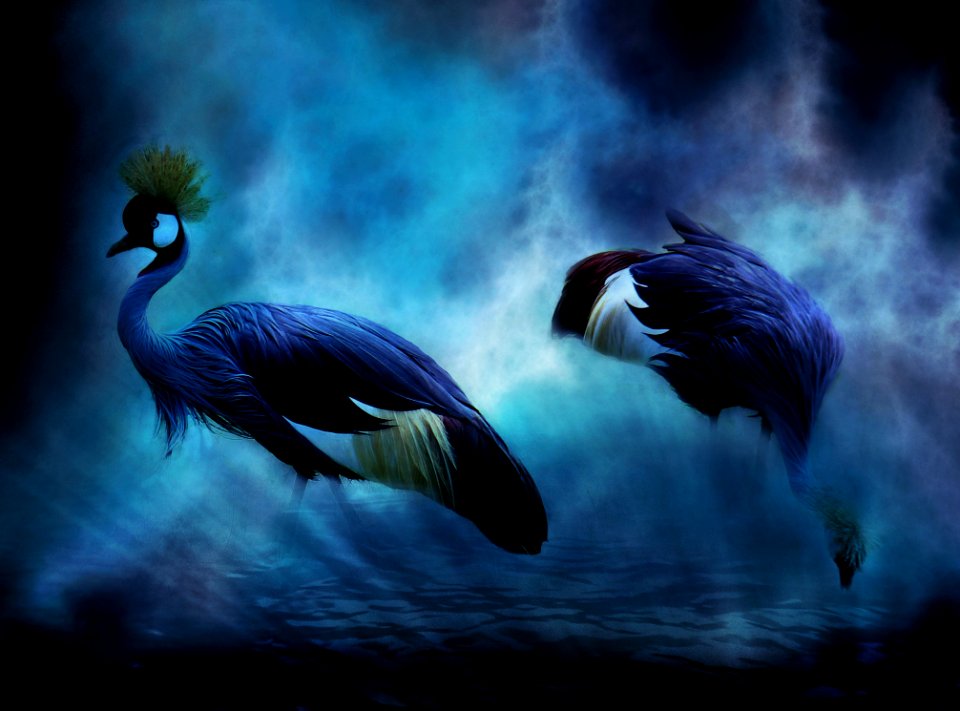 Water Bird Beak Feather Darkness