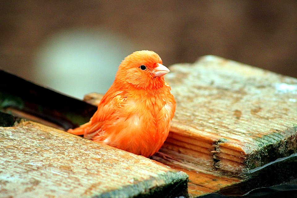 Bird Beak Fauna Finch