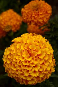 Yellow Flower Lantana Camara Annual Plant