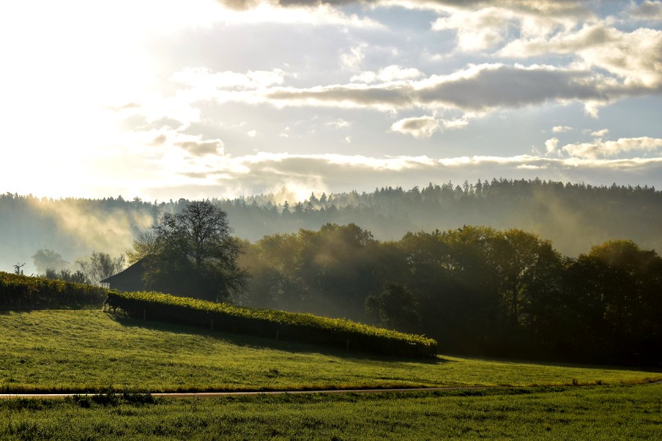 Sky Field Morning Grassland