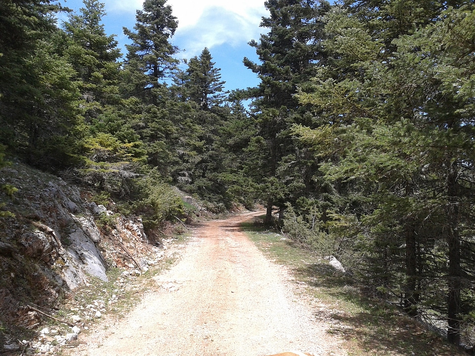 Forest greece mount parnasus