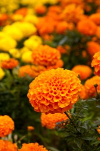 Flower Yellow Orange Calendula