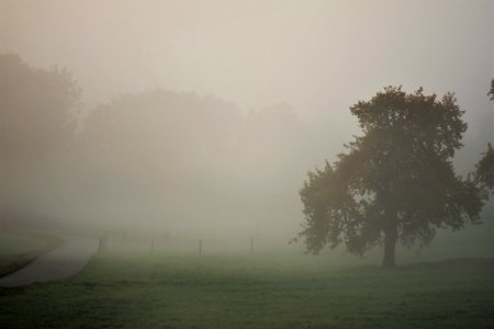 Fog Mist Atmosphere Morning
