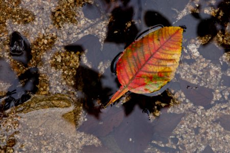 Leaf Water Invertebrate Organism photo