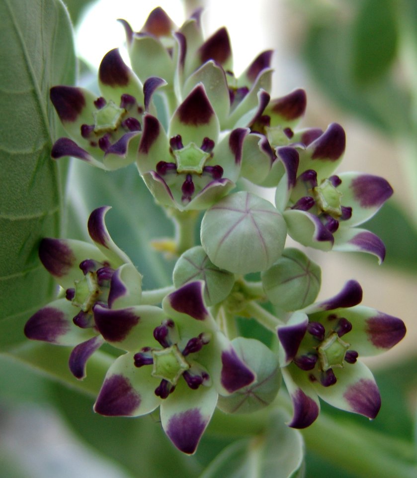 Flower Flora Plant Flowering Plant