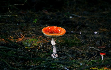 Mushroom Fungus Agaric Medicinal Mushroom photo