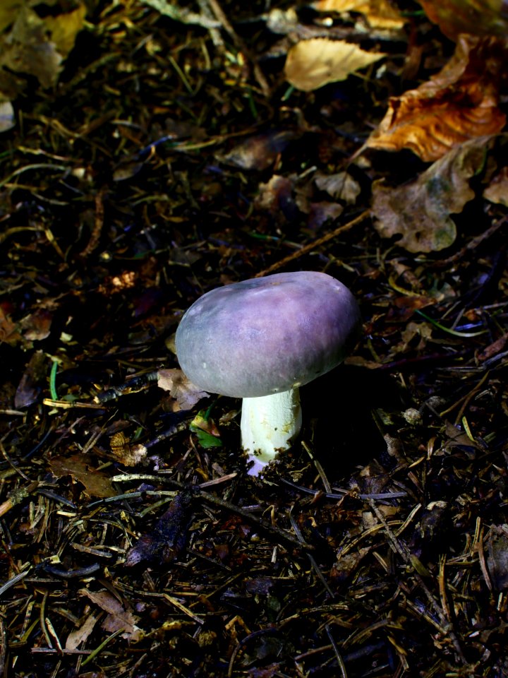 Fungus Mushroom Agaricaceae Penny Bun