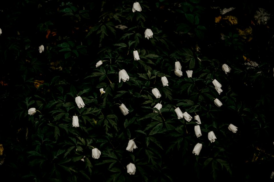Green Leaf White Flowers