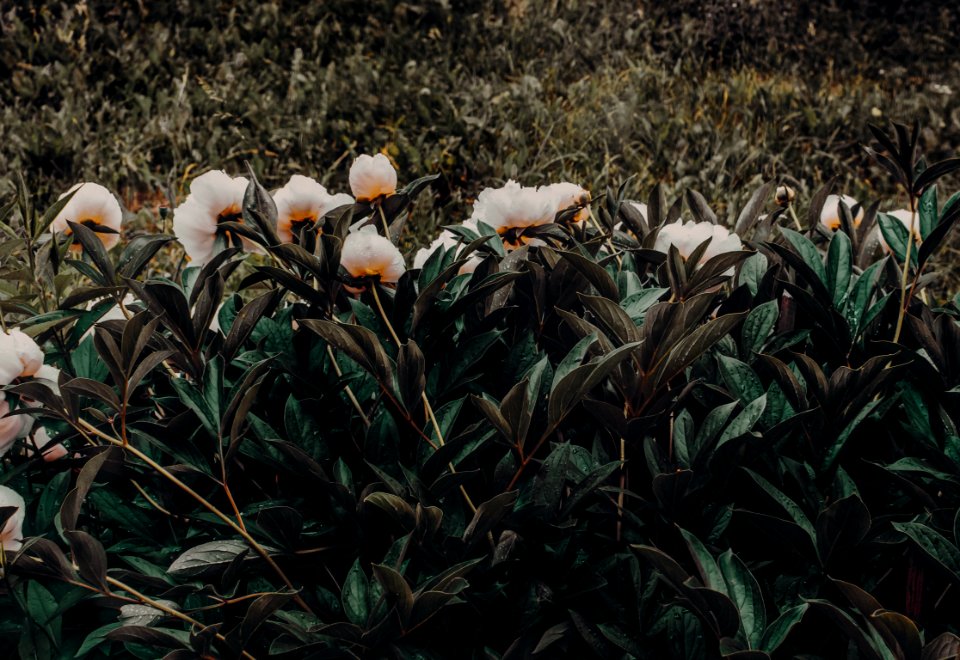 Photo Of White-and-orange Petaled Flowers