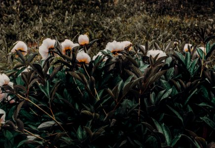 Photo Of White-and-orange Petaled Flowers