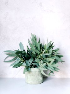 Photo Of Plants On White Pot photo