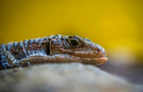 Gray Reptile Close-up Photography photo