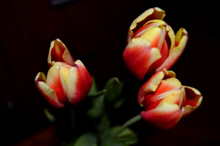 Close-up Photography Of Tulips photo