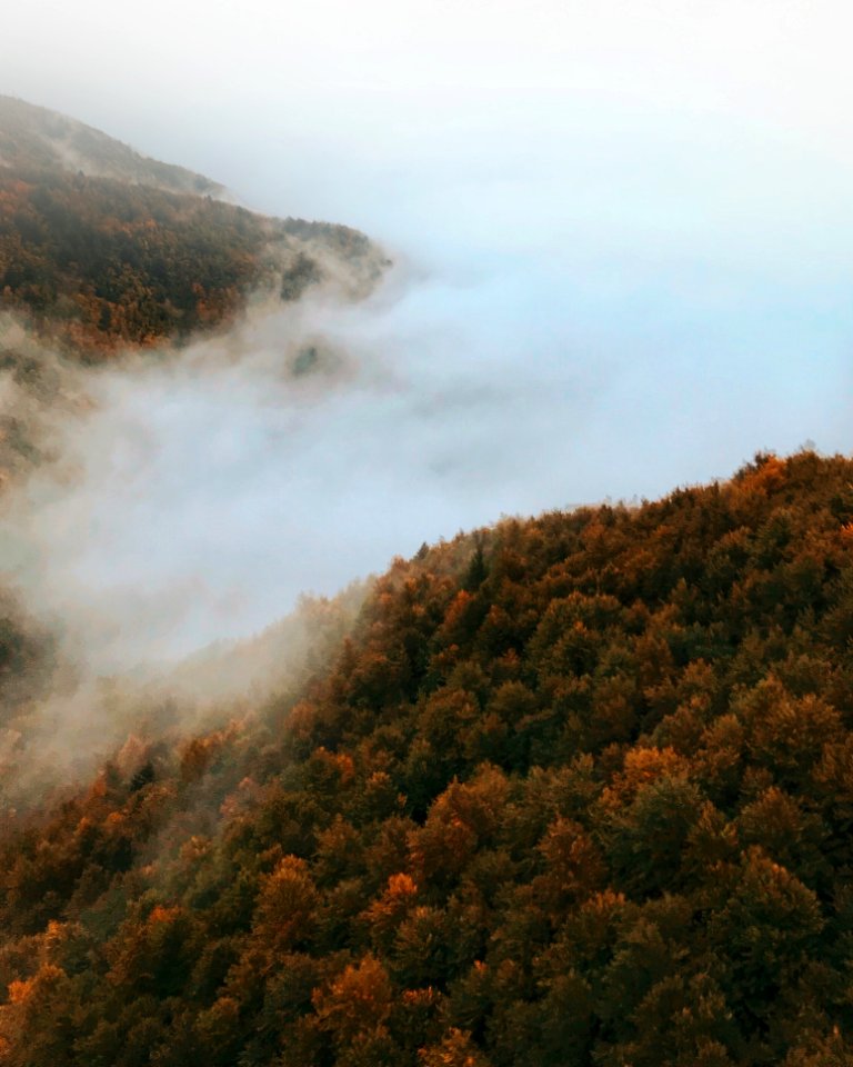 Birds Eye Photography Of Foggy Forest