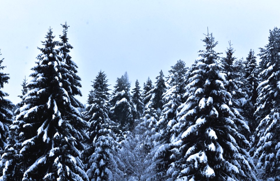 Snow Covered Pine Trees Under Cloudy Sky photo