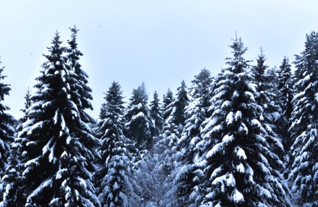 Snow Covered Pine Trees Under Cloudy Sky photo