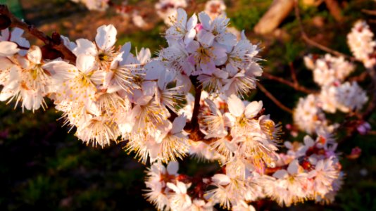 Close-up Photography Of Cherry Blossoms photo