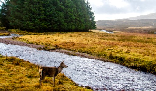 Deer Standing In Front Of River