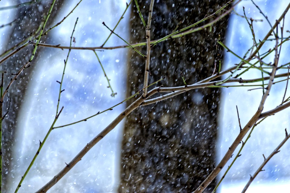 Shallow Focus Photography Of Green And Brown Tree Branches