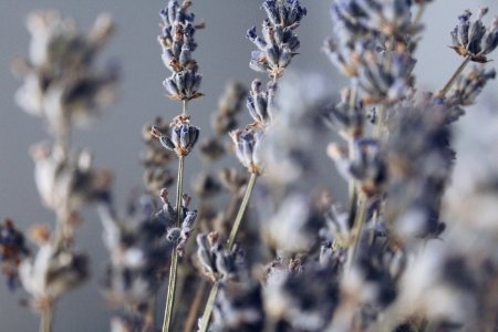 Close-up Photography Of Lavender photo