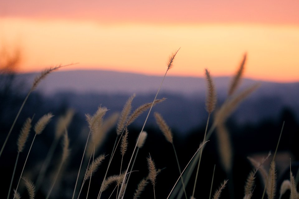 Shallow Focus Photography Of Beige Plants During Orange Sunset