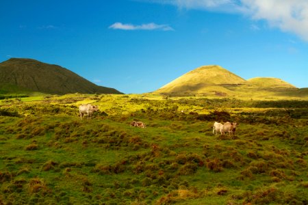 Cattles On Field Overlooking Mountains Under Blue Skt photo
