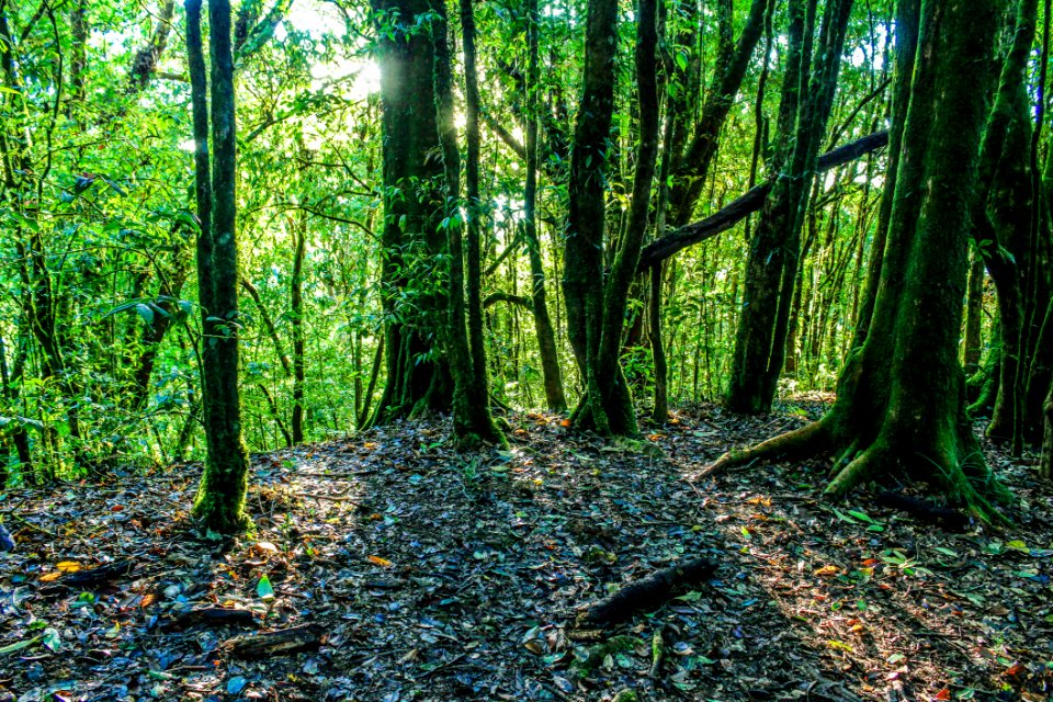 Green Leaf Trees