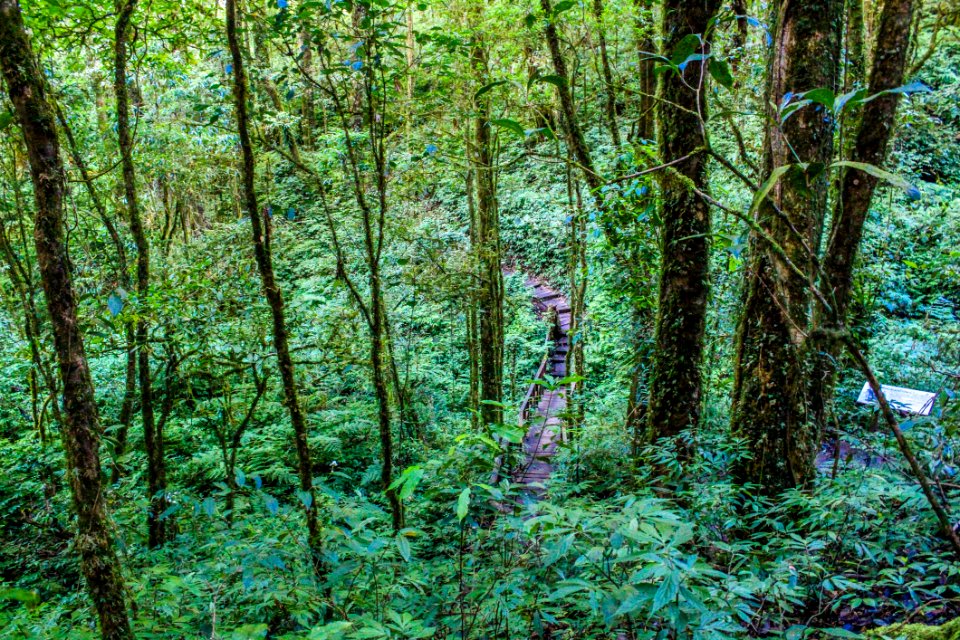 Forest With Green Plants And Trees photo