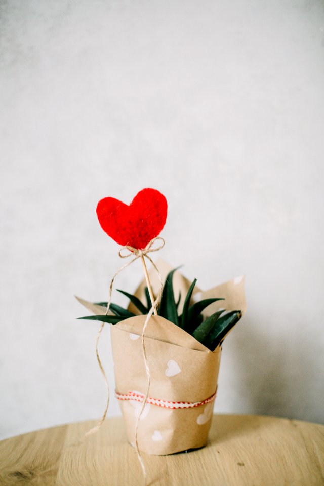 Red Heart Ornament And Aloe Vera Plant Covered With Paper