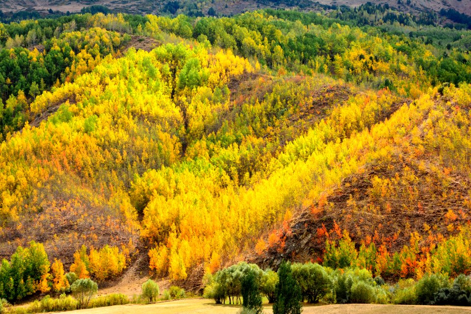 Nature Ecosystem Temperate Broadleaf And Mixed Forest Vegetation photo