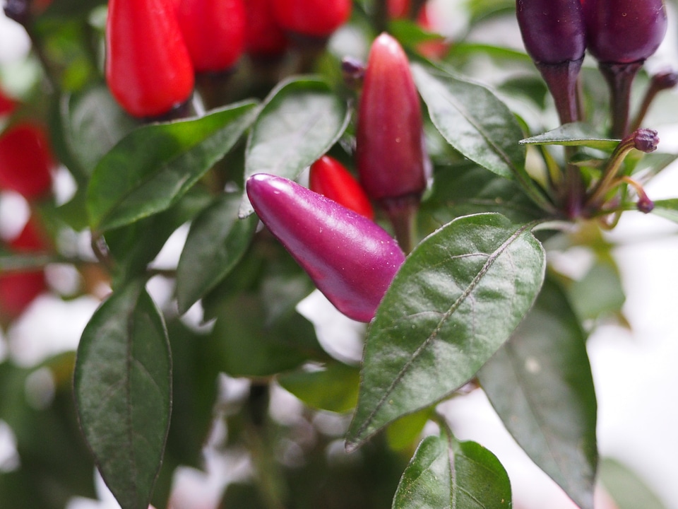Violet red capsicum salsa
