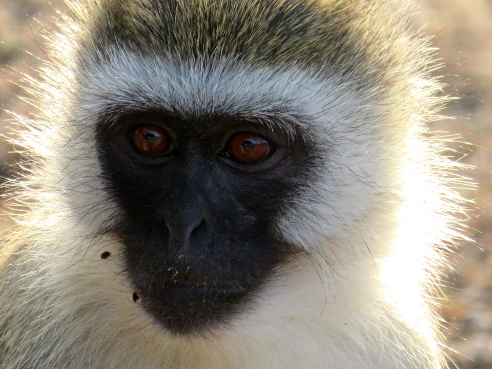 Mammal Fauna Macaque Primate